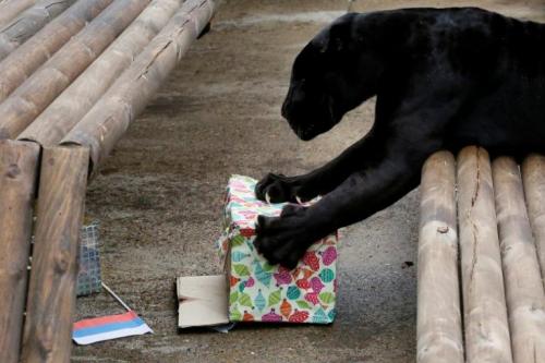 Животные-предсказатели на ЧМ-2018