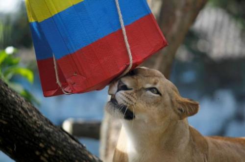 Животные-предсказатели на ЧМ-2018