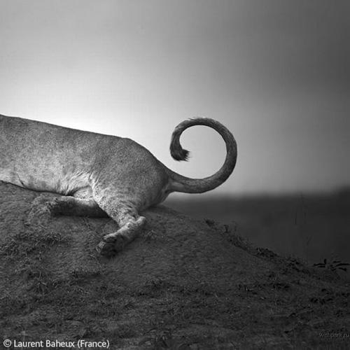 Конкурс Wildlife Photographer of the Year 2007. Лучшие фото