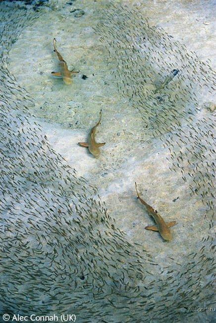 Конкурс Wildlife Photographer of the Year 2007. Лучшие фото