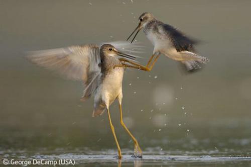 Конкурс Wildlife Photographer of the Year 2007. Лучшие фото