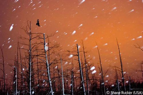 Конкурс Wildlife Photographer of the Year 2007. Лучшие фото