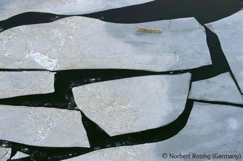 Конкурс Wildlife Photographer of the Year 2007. Лучшие фото