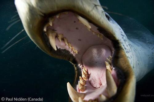 Конкурс Wildlife Photographer of the Year 2007. Лучшие фото