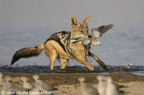 Конкурс Wildlife Photographer of the Year 2007. Лучшие фото