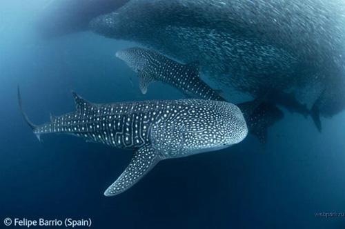 Конкурс Wildlife Photographer of the Year 2007. Лучшие фото