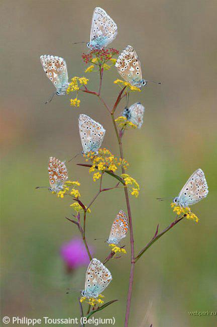 Конкурс Wildlife Photographer of the Year 2007. Лучшие фото