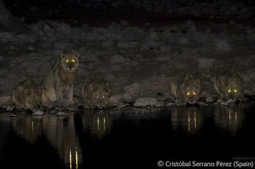 Конкурс Wildlife Photographer of the Year 2007. Лучшие фото