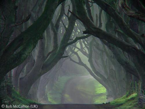 Конкурс Wildlife Photographer of the Year 2007. Лучшие фото