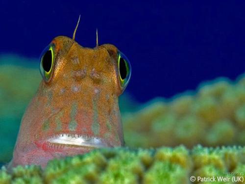 Конкурс Wildlife Photographer of the Year 2007. Лучшие фото