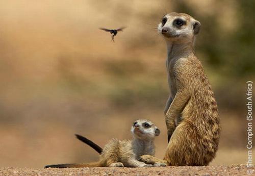 Конкурс Wildlife Photographer of the Year 2007. Лучшие фото