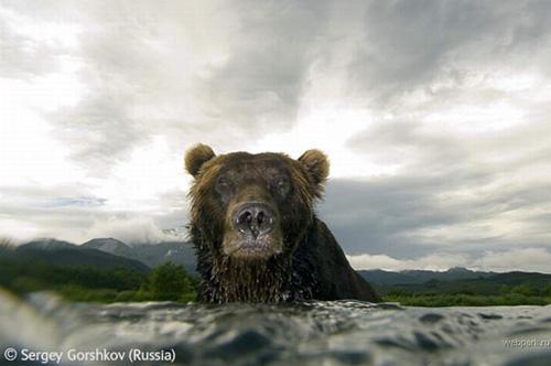 Конкурс Wildlife Photographer of the Year 2007. Лучшие фото