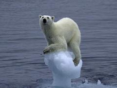 Конкурс Wildlife Photographer of the Year 2007. Лучшие фото