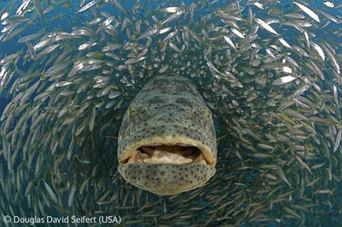 Конкурс Wildlife Photographer of the Year 2007. Лучшие фото