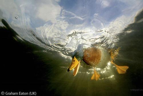 Конкурс Wildlife Photographer of the Year 2007. Лучшие фото