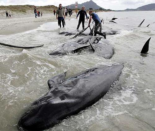 77 китов на мелководье заманил вожак