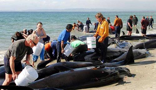 77 китов на мелководье заманил вожак
