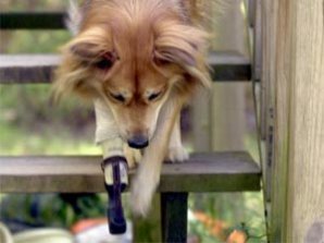 Животные с протезами