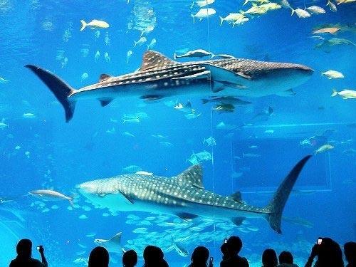 Гигантский аквариум хранит 16 тысяч рыб