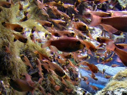 Гигантский аквариум хранит 16 тысяч рыб