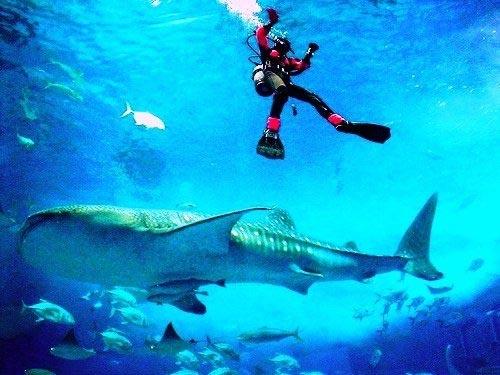 Гигантский аквариум хранит 16 тысяч рыб