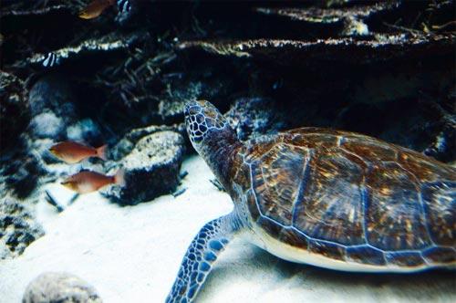 Гигантский аквариум хранит 16 тысяч рыб