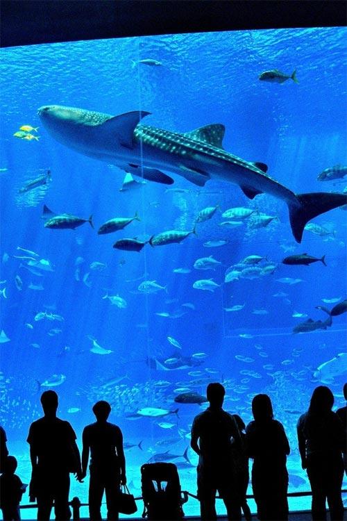 Гигантский аквариум хранит 16 тысяч рыб