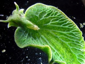 Наполовину животное и наполовину растение