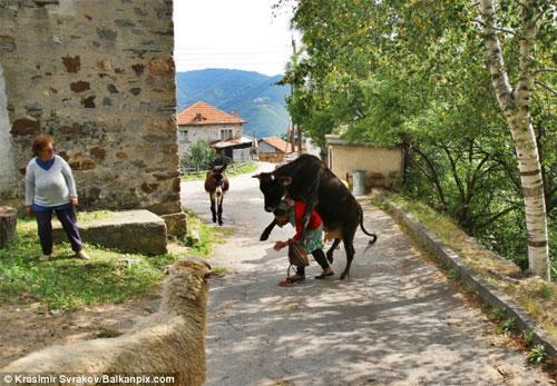 Старушка стала жертвой разгорячённой скотины