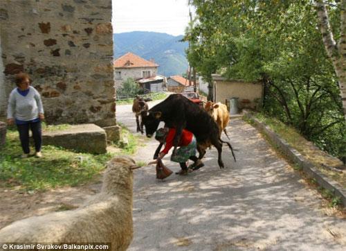 Старушка стала жертвой разгорячённой скотины