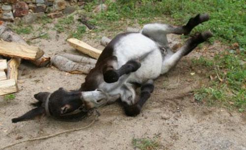 Старушка стала жертвой разгорячённой скотины