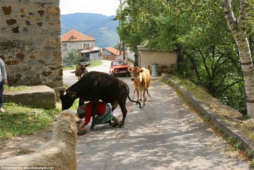 Старушка стала жертвой разгорячённой скотины