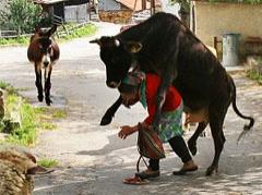 Старушка стала жертвой разгорячённой скотины