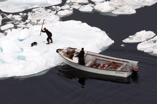 В Канаде начался кровавый промысел