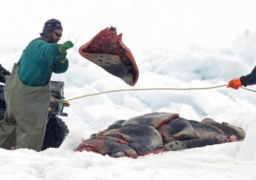 В Канаде начался кровавый промысел