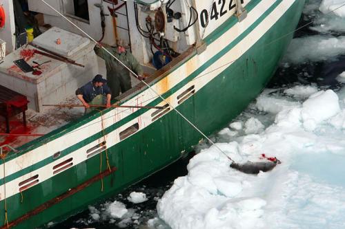 В Канаде начался кровавый промысел