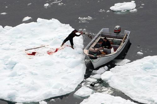 В Канаде начался кровавый промысел