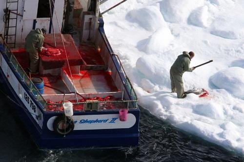 В Канаде начался кровавый промысел