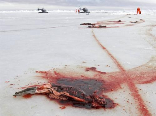 В Канаде начался кровавый промысел