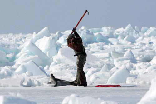 В Канаде начался кровавый промысел