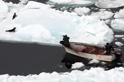 В Канаде начался кровавый промысел