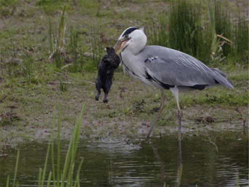 Цапля напала на кролика