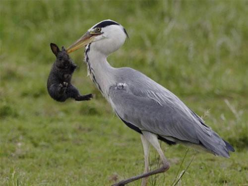 Цапля напала на кролика