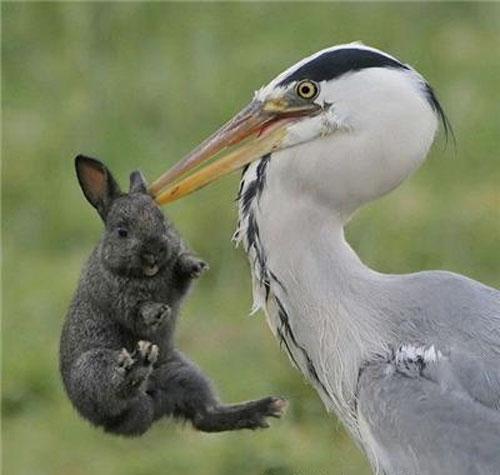 Цапля напала на кролика
