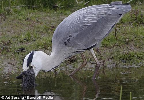 Цапля напала на кролика