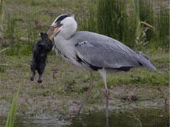 Цапля напала на кролика