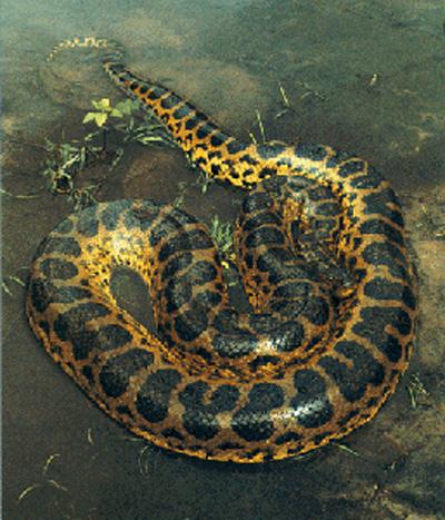 Анаконда проглотила двухметрового каймана