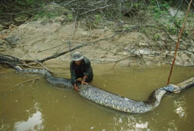 Анаконда проглотила двухметрового каймана