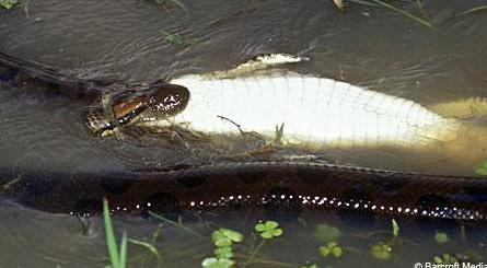 Анаконда проглотила двухметрового каймана