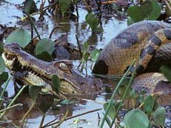 Анаконда проглотила двухметрового каймана